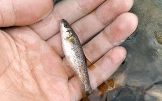 柳根鱼是什么鱼,是拉氏鱥、湖鱥和真鱥的统称