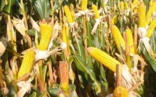 金骏178玉米种子介绍,中抗茎腐病