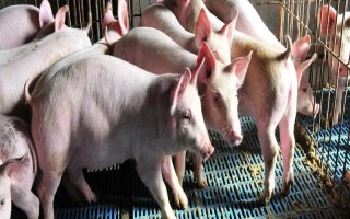 养殖户对于饲料成本与饲养成本的误区，饲料成本越低越好是一种错误的想法