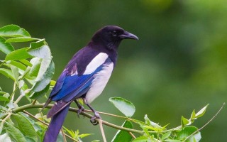 喜鹊有什么寓意，象征圣贤、喜事到家、吉祥如意