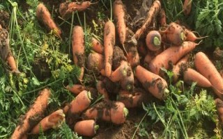 胡萝卜常见的品种，这四种你吃过吗