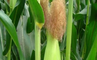 吉川985玉米种子特点，适宜播种期4月下旬至5月上旬