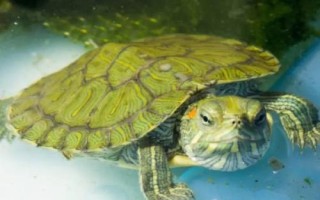 刚买的小巴西龟怎么养，最好每天都喂食