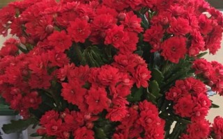 长寿花不开花只长叶子的原因，可能是光照不足或施肥过少等