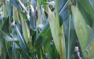 京农科801玉米品种简介,中抗茎腐病