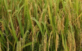 润两优香丝水稻种子简介，两系杂交中籼稻品种