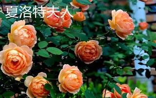 哪些爬藤月季比较好,包括大游行、胭脂扣、粉色达芬奇等品种