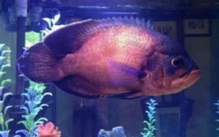 饲养地图鱼的要点,夏季每隔2-4天要换一次水