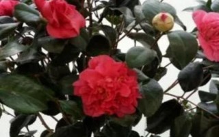 室内可以养殖茶花吗,可以养殖但要注意管理