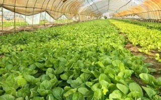 哪些蔬菜能在八月份种植，包括菜花、黄瓜、萝卜等品种