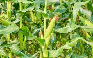 玉米的生长历程，从播种期到成熟期需经历4个阶段