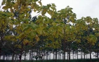 怎么防治泡桐苗木的常见病虫害,需根据实际情况采取针对性措施
