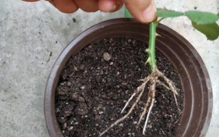 月季花如何养殖，要遵循干透浇透的浇水原则