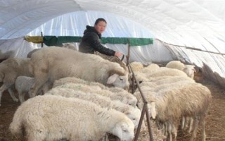冬季养羊有哪些注意事项，要注意防寒保暖