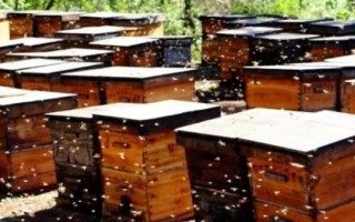 养蜂如何防治胡蜂,安装挡板可有效避免胡蜂入侵