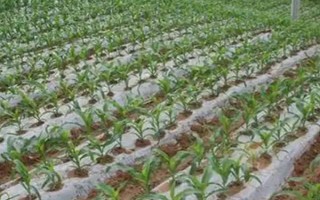 怎么用地膜种玉米，育苗移栽需要先栽苗再覆膜