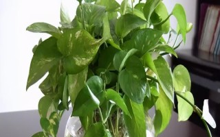 在家养绿萝应该摆放在哪，客厅、卧室、厨房都是合适的位置