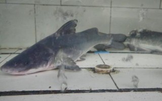 长吻鮠身上的刺多不多，体内通常只有一根主刺