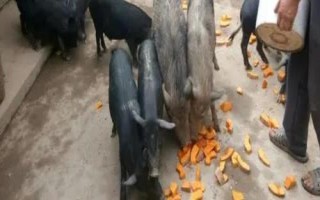 猪喜欢吃什么食物,喜欢吃土豆、苜蓿草、红薯等