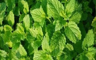 薄荷叶和狗肉香的区别是什么，枝叶、花序和产地均不同