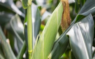 AS8849玉米种子特点,适宜在肥力中上等的地块种植