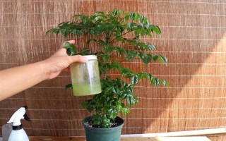 让幸福树安全过冬的方法，可将室温保持在10℃左右