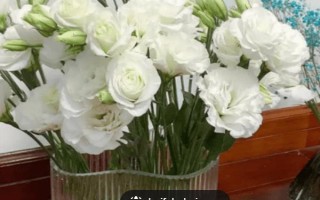 白色桔梗的花语,寓意纯洁善良、无怨无悔等