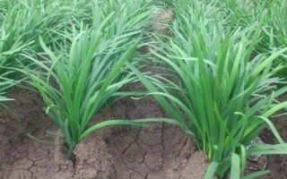韭菜秋季如何管理，秋后少浇水