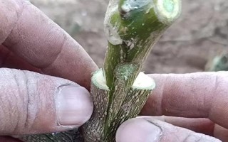 成活率高的嫁接方法，有芽接法、劈接法、插皮接法等