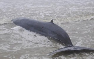 什么是虎头鲸，是一种小型鲸类、外观近似虎鲸