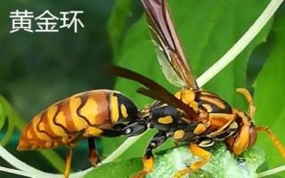 金环胡蜂有多大,最大体长可达50毫米