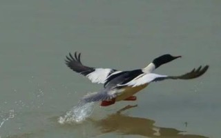 白沙鸭的价格，一斤通常售价13-65元