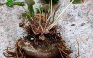 仙客来球茎的保存方法，转移到通风透气处并喷水降温