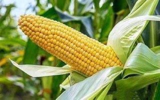 承禾156玉米种子特点,2021年高抗丝黑穗病