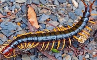 蜈蚣介绍,属于性情凶猛的节肢动物