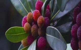 杨梅疏花疏果技术,短截结果枝疏花法最常用