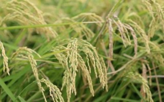 香两优1618水稻品种简介，籼型两系杂交水稻品种
