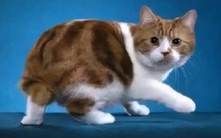 世界上最小的猫的种类，常见的有茶杯猫、欧洲短毛猫等