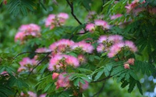 怎么养合欢花，在生长期间应该保证有足够的光照