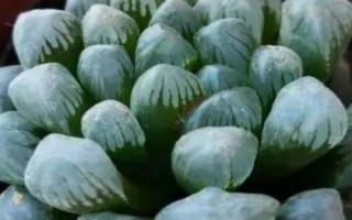 冰灯玉露的养殖方法，不适合放置在阳光下暴晒