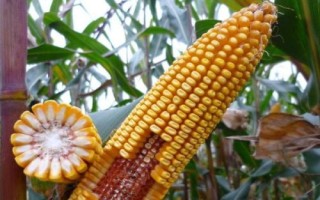 新玉196玉米种子特征特性,注意防治病虫害