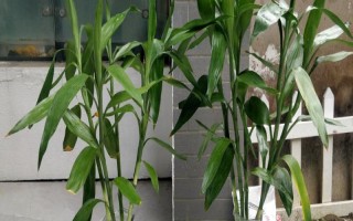 富贵竹属于喜阴还是喜阳植物,适合生长在有散光的半阴处