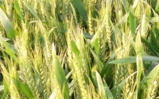 新冬55号小麦种子简介,高抗叶锈病和白粉病