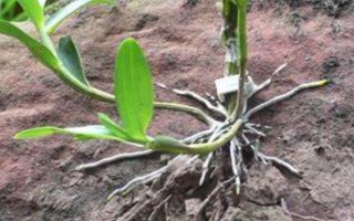 怎么养石斛，水分要一次性的给饱