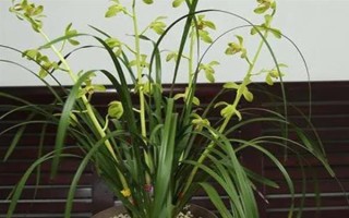 惠兰的养殖方法，按照不干不浇、浇则浇透的原则提供水分