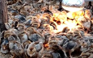 小鸡的养殖技术，把鸡舍的温度稳定在18℃-24℃之间