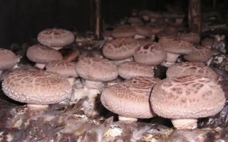 如何预防香菇畸形，需因地制宜选用合适的品种