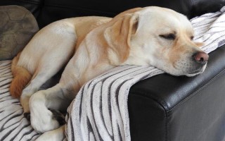 狗狗为什么呼吸困难，常见以下5个原因