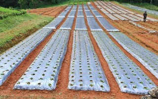 农资包括什么东西，包括种子、肥料、农药等