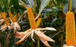 艾高928玉米种子简介，应选择肥力中等以上地块种植